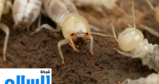 شركة مكافحة النمل الابيض بالرياض