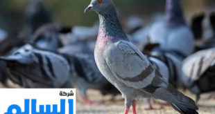 شركة تركيب طارد الحمام بالرياض