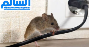 شركة مكافحة الفئران بالرياض